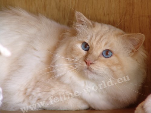 birman_12 (Race)